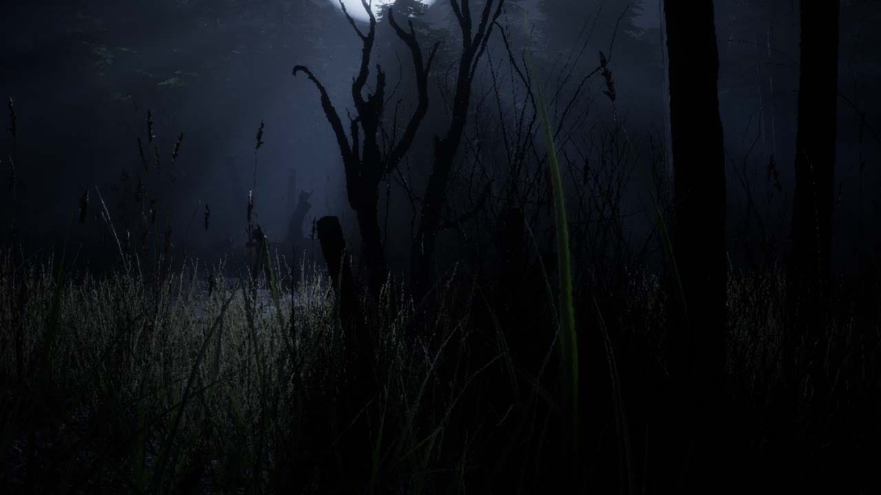 Dark forest environment view with dense trees and low lighting atmosphere
